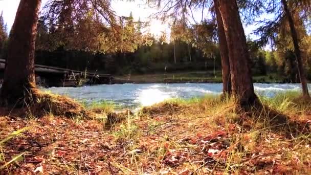 Prairie au bord de la rivière de montagne. Paysage avec herbe verte, pins et rayons du soleil. Mouvement sur poupée coulissante motorisée.