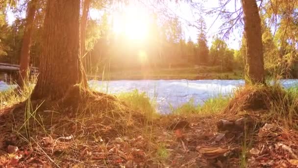 Äng vid bergsflodens strand. Landskap med grönt gräs, tallar och solstrålar. Rörelse på motordriven sliderdocka. — Stockvideo