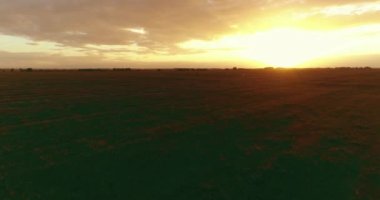 Güneşli yaz akşamında sonsuz sarı tarlaları olan kırsal kesimin üzerinde bir uçuş. Sonbahar gündoğumunda tarım arazisi