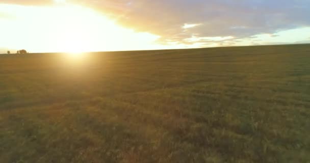 Vuelo sobre el paisaje rural de verano con un campo amarillo infinito en la soleada noche de verano. Campos agrícolas al amanecer de otoño — Vídeo de stock