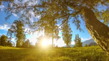Yaz veya sonbahar aylarında dağ çayır zaman atlamalı. Vahşi doğa ve kırsal alan. Motorlu sürgü dolly hareketi.