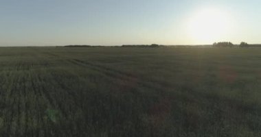 Yaz mevsiminde, sonsuz sarı manzaralı kırsal arazinin üzerinde alçak irtifa uçuşu. Ufuktaki güneş ışınları.