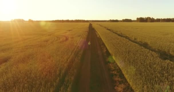 Vue aérienne sur le jeune garçon, qui monte à vélo à travers un champ d'herbe de blé sur la vieille route rurale. Lumière du soleil et rayons. — Video