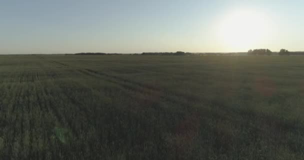Tiefflug über ländlichem Sommerfeld mit endlos gelber Landschaft am sonnigen Sommerabend. Sonnenstrahlen am Horizont. — Stockvideo