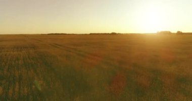 Yaz mevsiminde, sonsuz sarı manzaralı kırsal arazinin üzerinde alçak irtifa uçuşu. Ufuktaki güneş ışınları.