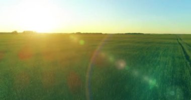 Yaz mevsiminde, sonsuz sarı manzaralı kırsal arazinin üzerinde alçak irtifa uçuşu. Ufuktaki güneş ışınları.