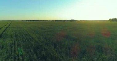 Yaz mevsiminde, sonsuz sarı manzaralı kırsal arazinin üzerinde alçak irtifa uçuşu. Ufuktaki güneş ışınları.