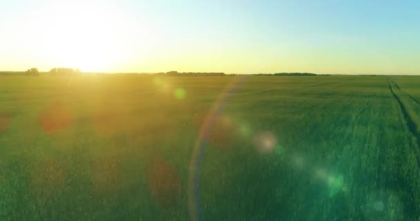 Vol à basse altitude au-dessus d'un champ d'été rural avec un paysage jaune infini en soirée ensoleillée d'été. Rayons solaires à l'horizon.