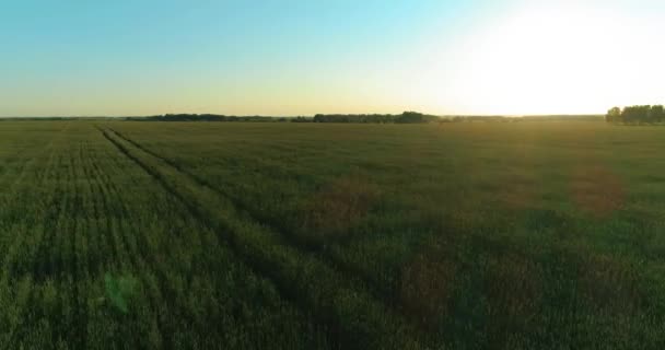 Low altitude flight above rural summer field with endless yellow landscape at summer sunny evening. Sun rays on horizon. — Stock Video