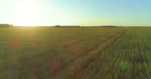 Πτήση χαμηλού υψομέτρου πάνω από το αγροτικό καλοκαιρινό πεδίο με απέραντο κίτρινο τοπίο το καλοκαίρι ηλιόλουστο βράδυ. Ηλιακές ακτίνες στον ορίζοντα. — Αρχείο Βίντεο