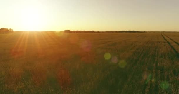 Vol à basse altitude au-dessus d'un champ d'été rural avec un paysage jaune infini en soirée ensoleillée d'été. Rayons solaires à l'horizon.