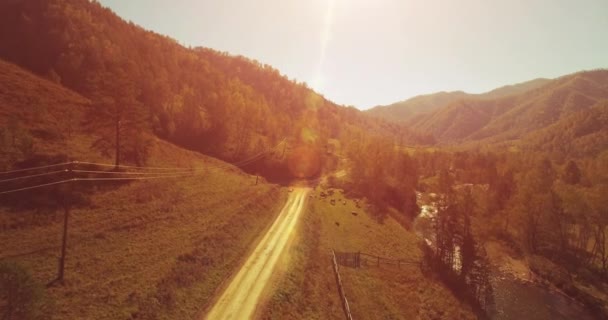 Mid vzduchu letu nad čerstvý horský řeky a pastviny na ráno. Venkova polní cesta níže. Krávy a auto. — Stock video