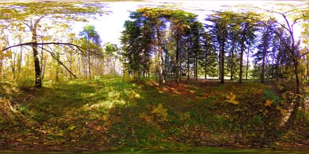 UHD 4K 360 VR都市公園レクリエーションエリアの仮想現実。秋または夏の日の木や緑の草 — ストック動画