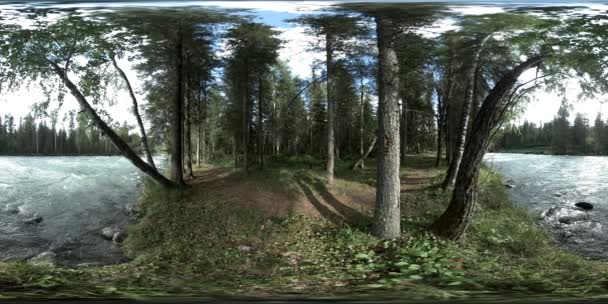 360 VR realidade virtual de uma floresta selvagem. Floresta de pinheiro, pequeno e rápido rio de montanha frio. Parque nacional. — Vídeo de Stock