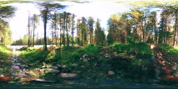 360 VR réalité virtuelle d'une forêt sauvage. Forêt de pins, petite rivière de montagne froide et rapide. Parc national. — Video