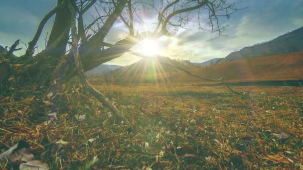 Idő múlása halálfa és száraz sárga fű a hegyvidéki táj felhők és napsugarak. Vízszintes csúszómozgás — Stock videók