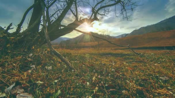 Time lapse of death tree and dry yellow grass at mountian landscape με σύννεφα και ακτίνες του ήλιου. Οριζόντια κίνηση κύλισης — Αρχείο Βίντεο
