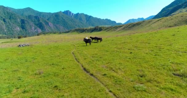 Vuelo sobre el rebaño de caballos salvajes en el prado. Primavera montañas naturaleza salvaje. Concepto de ecología de libertad. — Vídeos de Stock