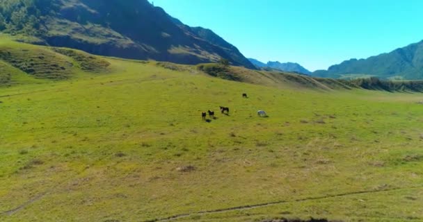 牧草地で野生の馬の群れの上の飛行。春の山野生の自然。自由生態学の概念. — ストック動画