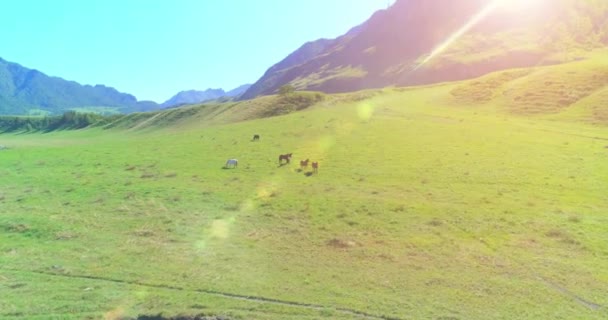 Flyg över vilda hästar hjord på äng. Vårberg vild natur. Frihetsekologi. — Stockvideo