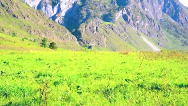 ハイキングのバックパックと緑山の牧草地の上を歩く男。夏のスポーツとレクリエーションの概念. — ストック動画