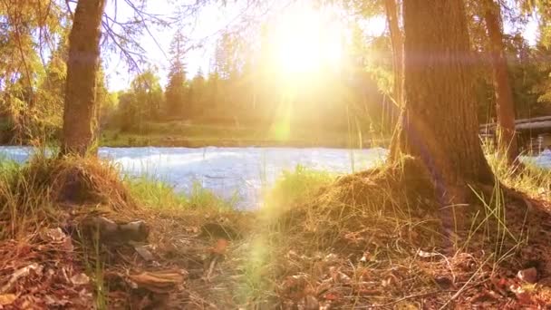 Meadow a hegyi folyóparton. Tájkép zöld fűvel, fenyőfákkal és napsugarakkal. Motoros tolókocsi mozgása. — Stock videók