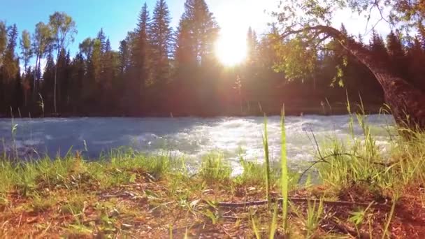 Meadow at mountain river bank. Landscape with green grass, pine trees and sun rays. Movement on motorised slider dolly. — Stock Video