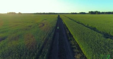 Kırsal yoldaki bir çim tarlasında bisiklet süren genç bir çocuğun hava manzarası. Güneş ışığı ve ışınlar.