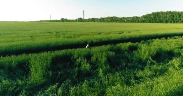Aerial view on young boy, that rides a bicycle thru a wheat grass field on the old rural road. Sunlight and beams. — Stock Video
