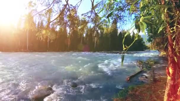 Dağ nehri kıyısındaki çayır. Yeşil çimlerle, çam ağaçlarıyla ve güneş ışınlarıyla kaplı bir manzara. Motorlu kaydırma kulesinde hareket. — Stok video