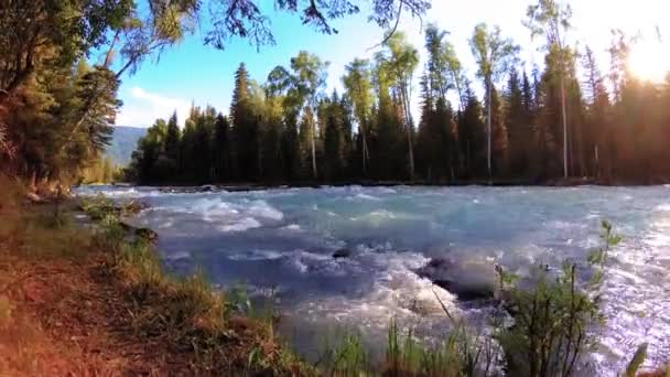 산악 강둑의 초원. 푸른 풀, 소나무, 태양 광선 이 있는 풍경. 자동차 의 슬라이더 로움 직이는 움직임. — 비디오