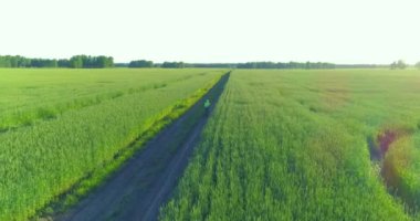 Kırsal yoldaki bir çim tarlasında bisiklet süren genç bir çocuğun hava manzarası. Güneş ışığı ve ışınlar.