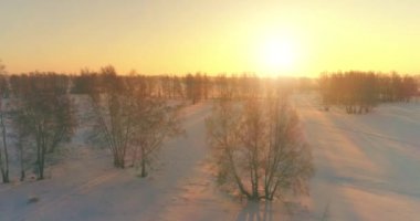 Arktik çayırlı soğuk kış manzarası, karla kaplı ağaçlar ve ufukta sabah güneşleri..