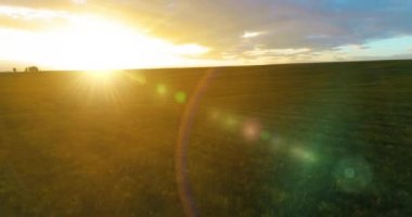 Güneşli yaz akşamında sonsuz sarı tarlaları olan kırsal kesimin üzerinde bir uçuş. Sonbahar gündoğumunda tarım arazisi