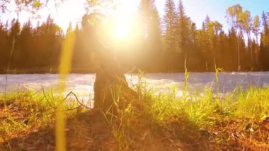 Dağ nehri kıyısındaki çayır. Yeşil çimlerle, çam ağaçlarıyla ve güneş ışınlarıyla kaplı bir manzara. Motorlu kaydırma kulesinde hareket.