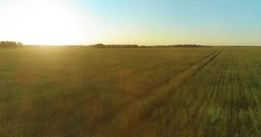 Yaz mevsiminde, sonsuz sarı manzaralı kırsal arazinin üzerinde alçak irtifa uçuşu. Ufuktaki güneş ışınları.