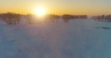 Arktik çayırlı soğuk kış manzarası, karla kaplı ağaçlar ve ufukta sabah güneşleri..