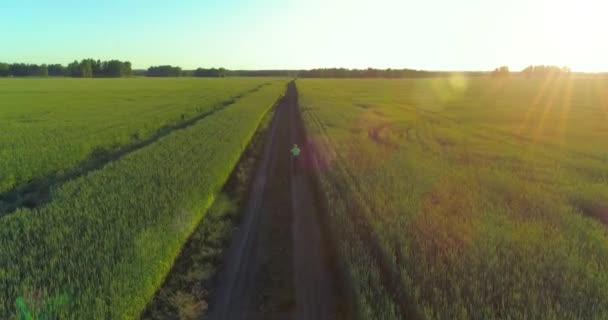 Vue aérienne sur le jeune garçon, qui monte à vélo à travers un champ d'herbe de blé sur la vieille route rurale. Lumière du soleil et rayons. — Video