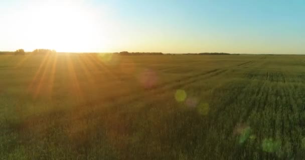 Vol à basse altitude au-dessus d'un champ d'été rural avec un paysage jaune infini en soirée ensoleillée d'été. Rayons solaires à l'horizon.