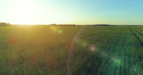 Vol à basse altitude au-dessus d'un champ d'été rural avec un paysage jaune infini en soirée ensoleillée d'été. Rayons solaires à l'horizon.