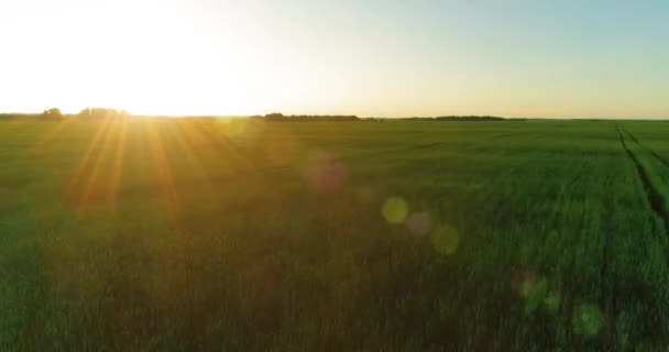 Vol à basse altitude au-dessus d'un champ d'été rural avec un paysage jaune infini en soirée ensoleillée d'été. Rayons solaires à l'horizon.