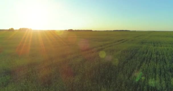 Vuelo de baja altitud sobre el campo de verano rural con un paisaje amarillo interminable en la tarde soleada de verano. Rayos de sol en el horizonte. — Vídeo de stock