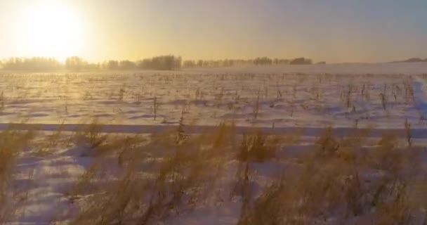 Luchtfoto drone uitzicht op koud winterlandschap met poolveld, bomen bedekt met vorst sneeuw en ochtendzon stralen over horizon. — Stockvideo