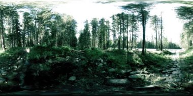 Vahşi bir ormanın 360 VR sanal gerçekliği. Çam ormanı, küçük, hızlı, soğuk dağ nehri. Ulusal park.