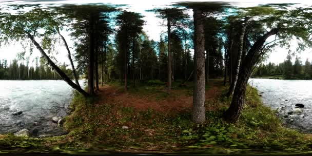 360 VR realtà virtuale di una foresta selvaggia. Pineta, piccolo fiume di montagna veloce e freddo. Parco nazionale. — Video Stock