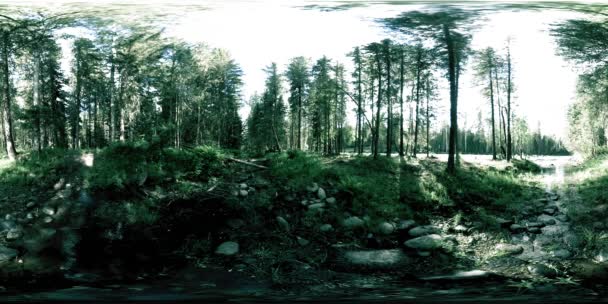 360 VR virtual reality of a wild forest. Pine forest, small fast, cold mountain river. National park. — Stock Video
