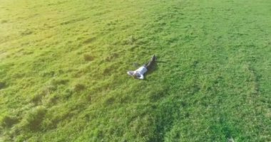 Yeşil çimlerin üzerinde sarı kırsal alanda not defteri olan bir adamın etrafında alçak yörünge uçuşları..