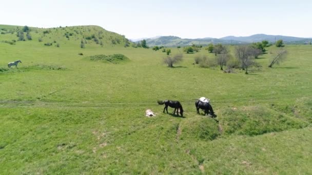 Vuelo sobre el rebaño de caballos salvajes en el prado de montaña. Verano montañas naturaleza salvaje. Concepto de ecología de libertad. — Vídeo de stock