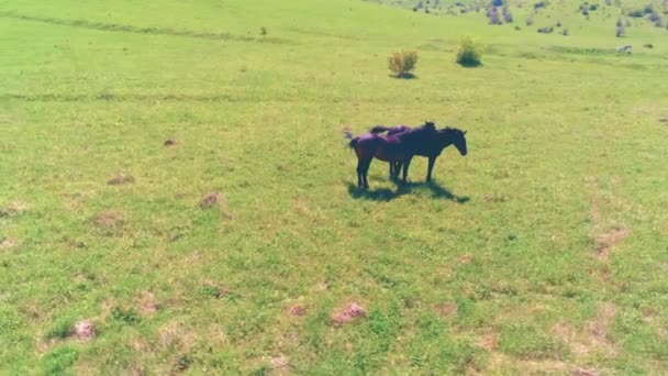 Volo sopra mandrie di cavalli selvatici sul prato di montagna. Montagne estive natura selvaggia. Libertà concetto di ecologia. — Video Stock