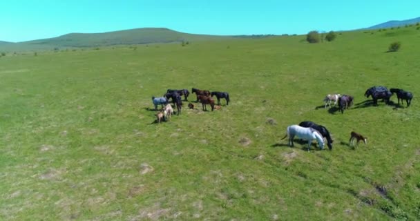 Vlucht over wilde paarden kudde op bergweide. Zomer bergen wilde natuur. Vrijheid ecologisch concept. — Stockvideo